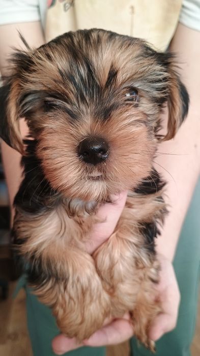 Yorkshire terrier piesek Rodowód Chip