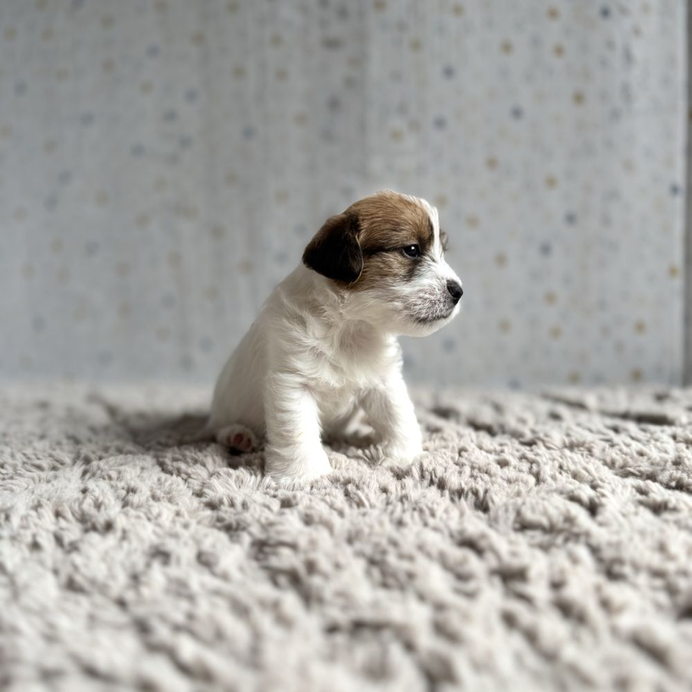 Jack Russell Terrier- szorstkowłosy piesek ZKwP