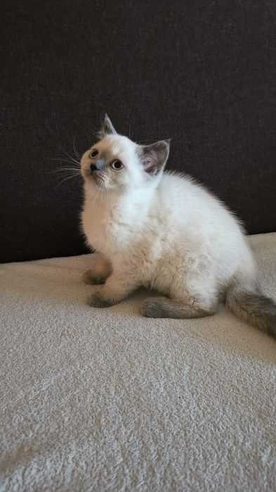 Kotka brytyjska koty kociaki kocięta brytyjskie brytyjczyki