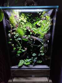 Terrarium tropikalne gekon paludarium vivarium jaszczurki