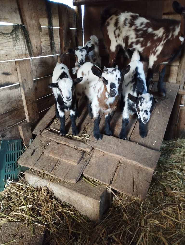 Vendo machos de cabras anãs