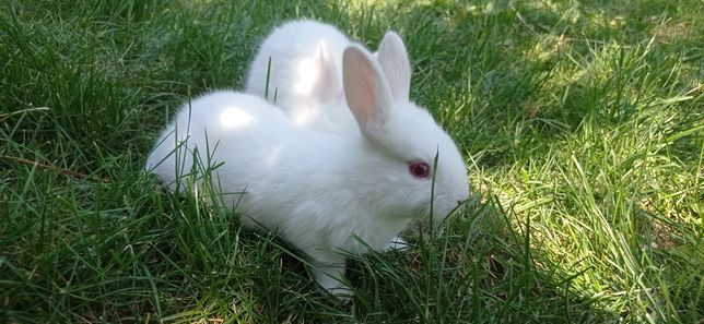 Продам кролів термонська біла.