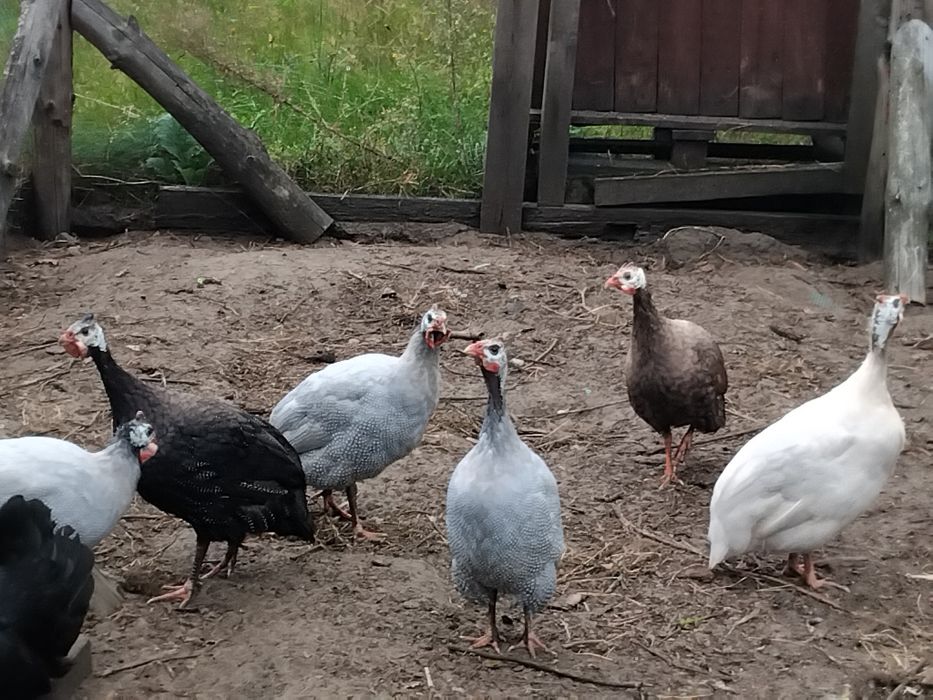 perliki, perliczka, kury perlika, perlik