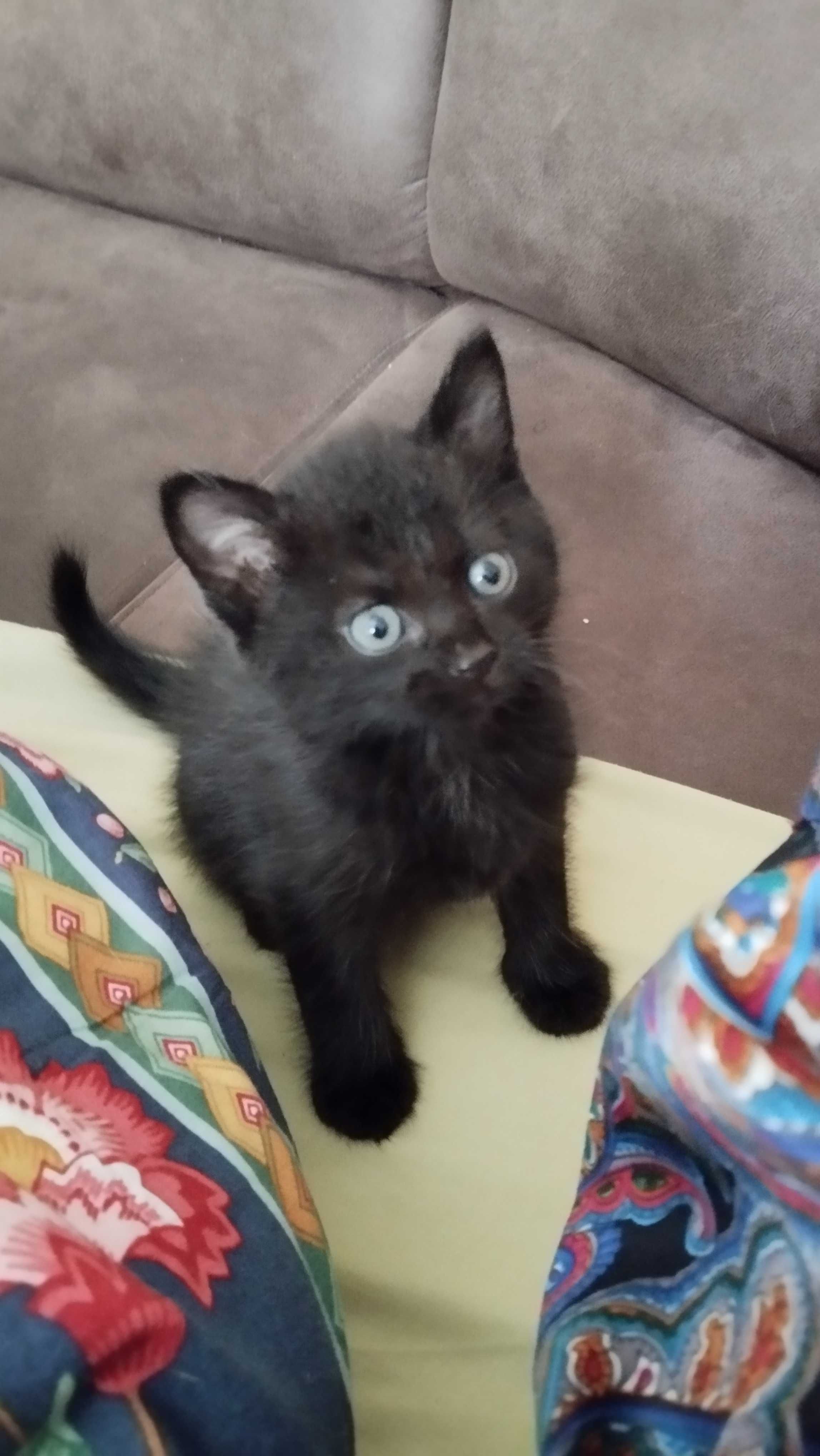 Кошеня хлопчик чорний