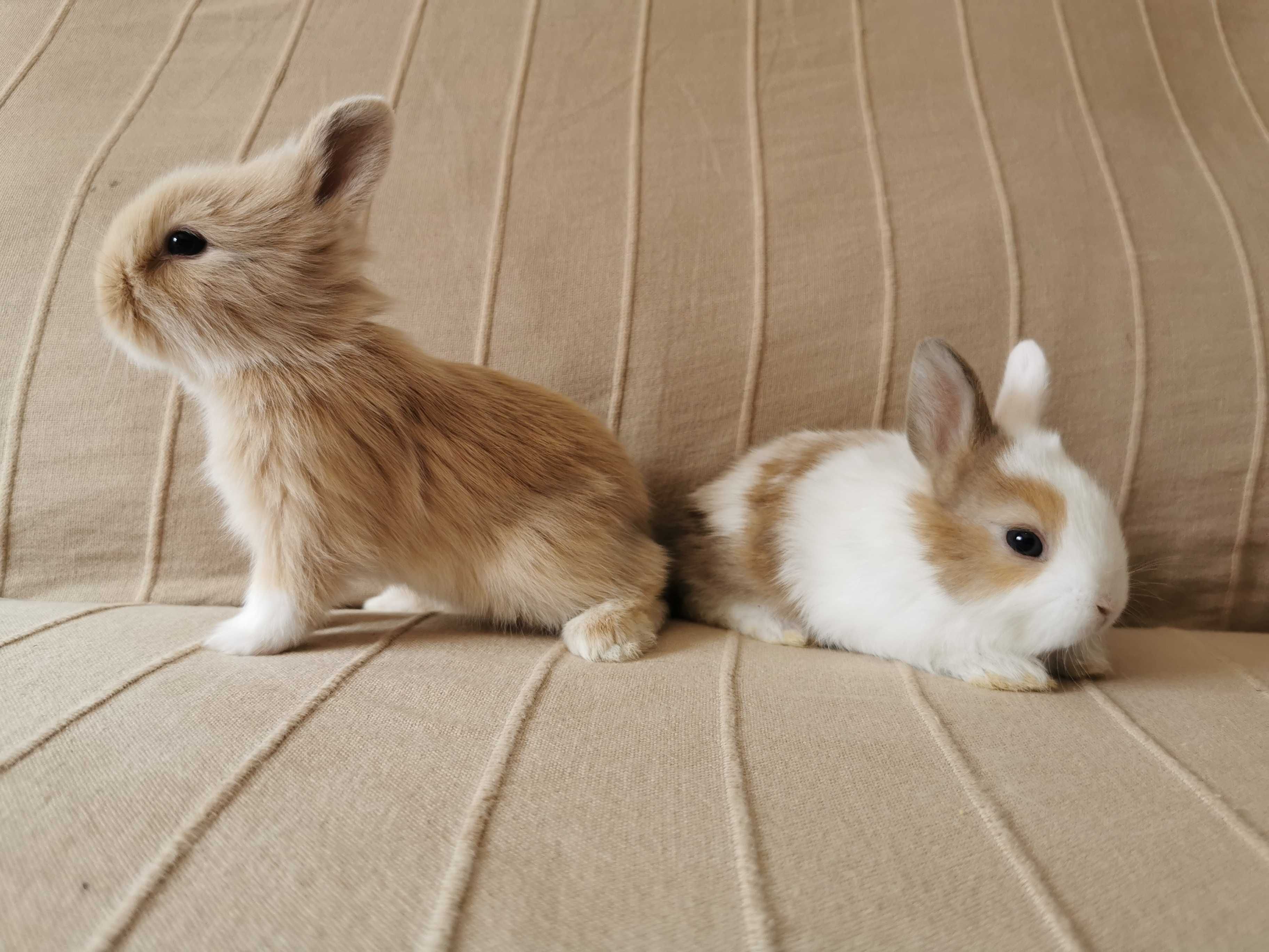 Coelhos anões minitoy e mini holandês lindíssimos, KIT completo