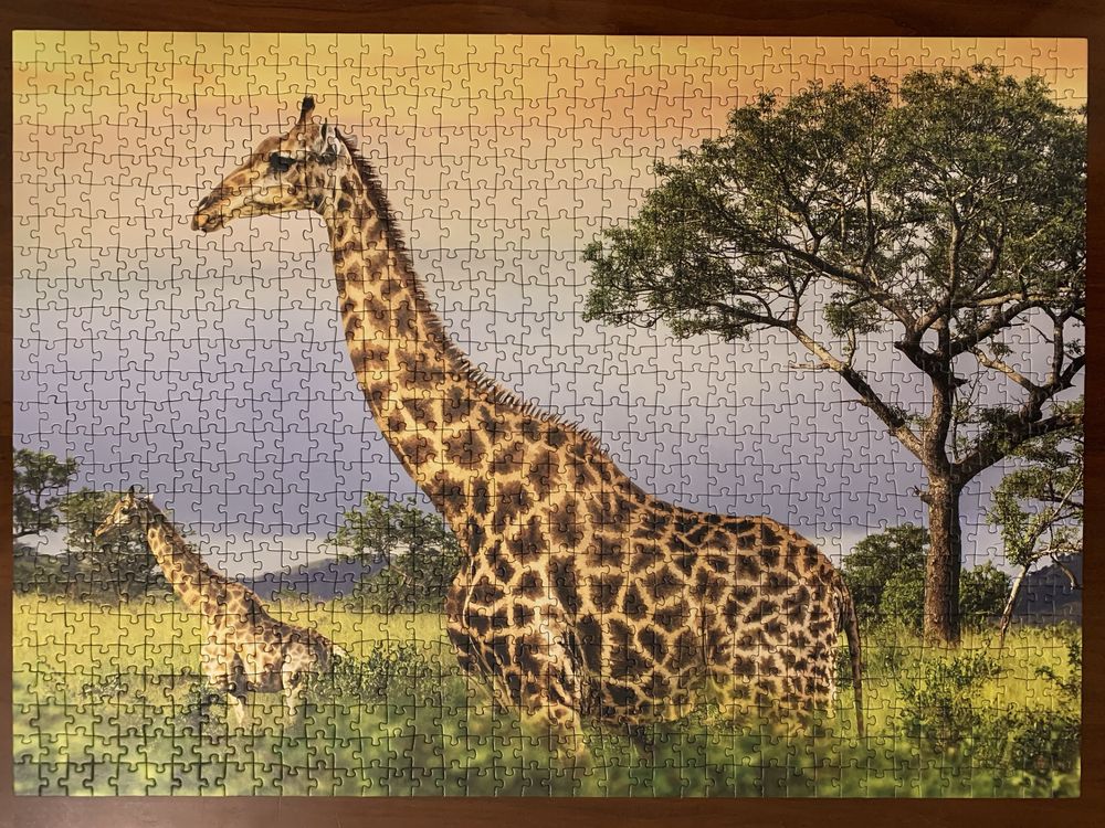 Puzzle Dino 1000. Żyrafy