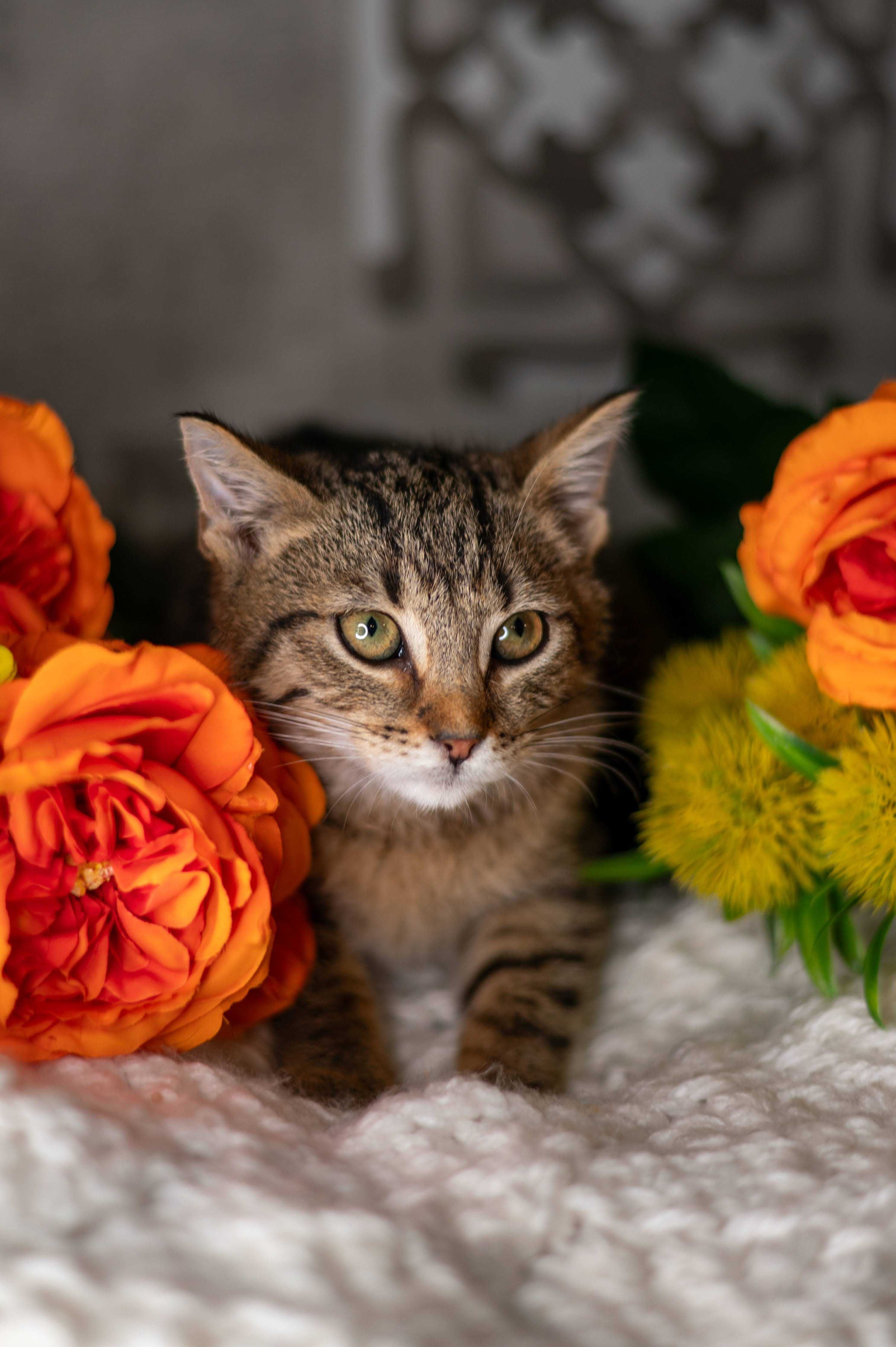 PARMEZAN kocur do adopcji