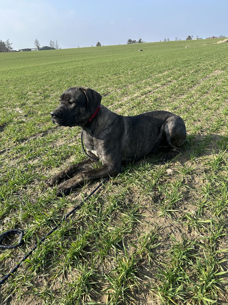 Pies Cane Corso Italiano