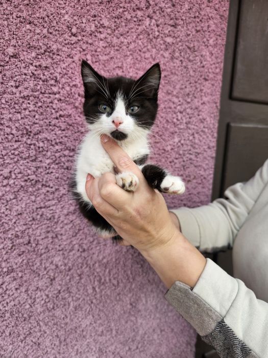 Кошенятко- хлопчик в добрі руки