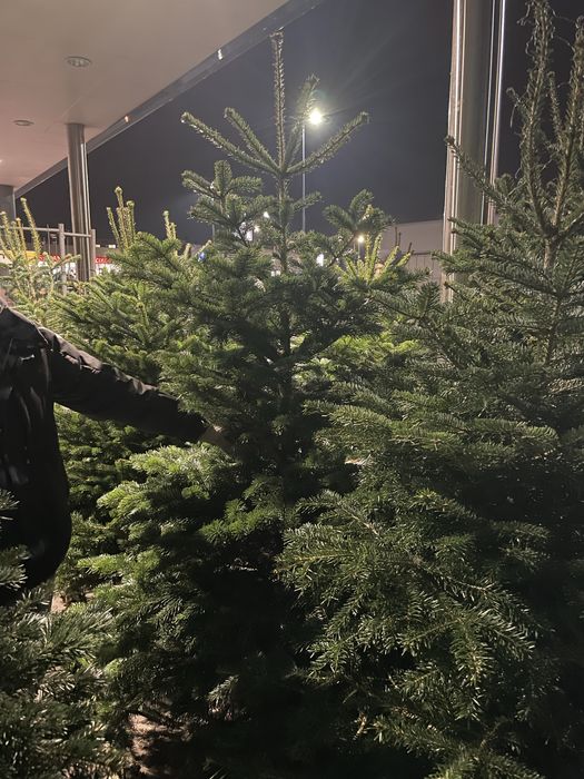 Choinki świąteczne Słupia Sosnowiec Dąbrowa Górnicza Piekary Śląskie