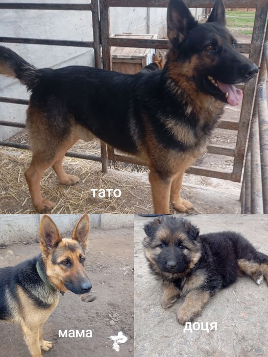 Продається дівчинка нім.овчарки.