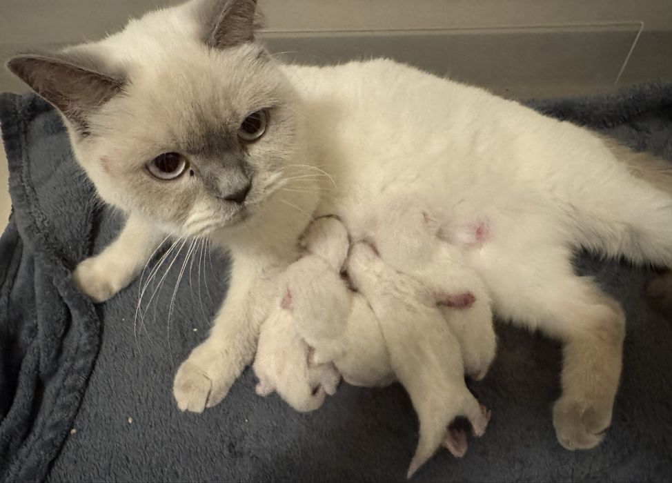 Kotka Brytyjska biała point warszawa Kocurek