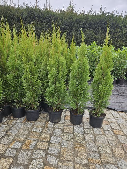 Tuja Szmaragd 120 cm