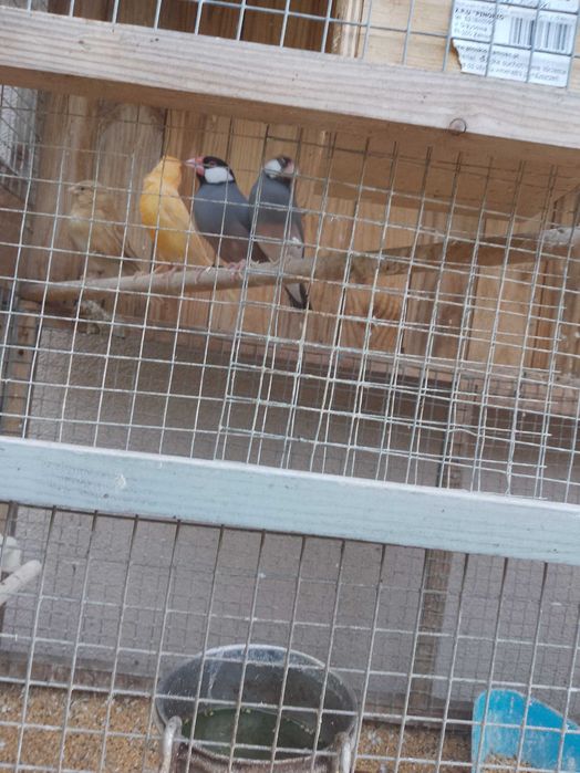 Ptaki ozdobne dorosle