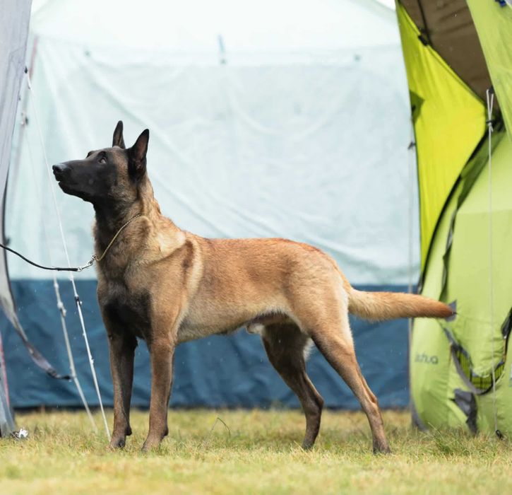 Owczarek Belgijski Malinois Albus Amor ZKWP FCI