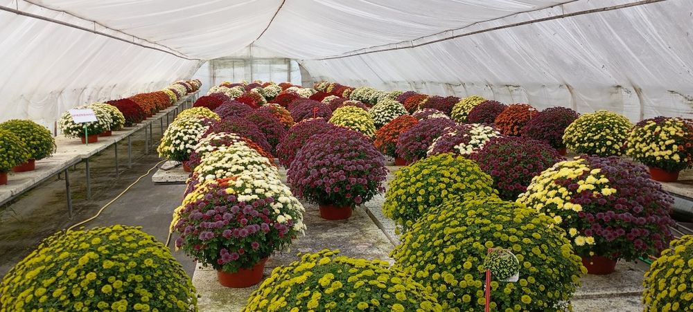 Chryzantemy Doniczkowe