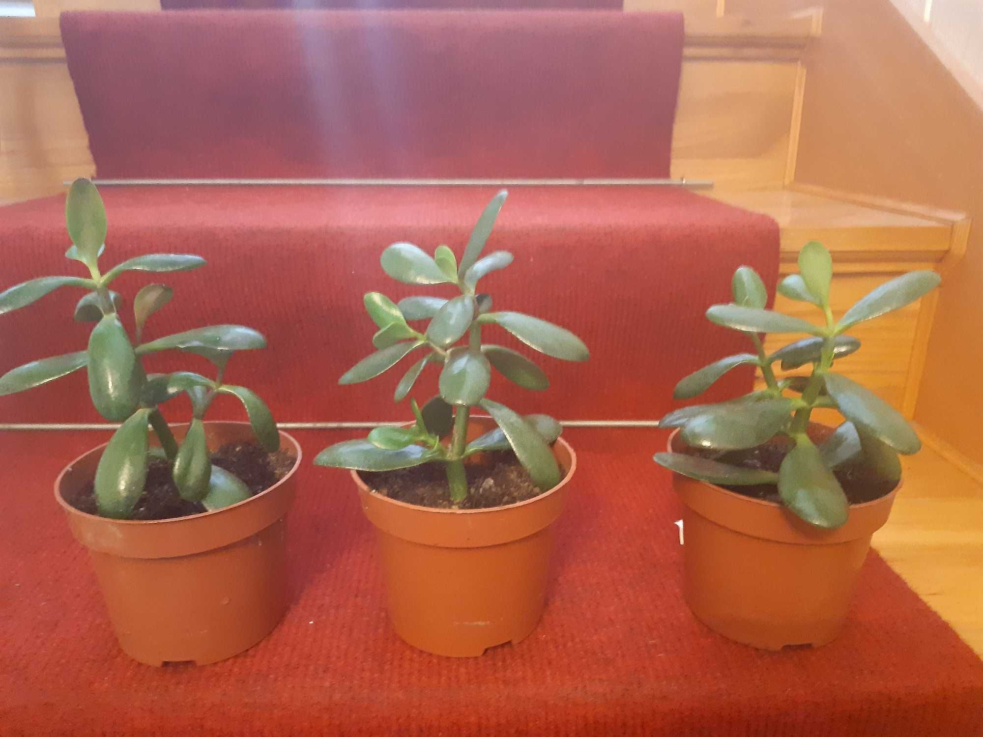 Komplet roślin : peperomia ,grubosz, kaktus ,kalanchoe, amarylis