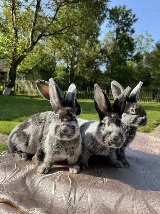 Кролі молді кролики Європейське Срібло