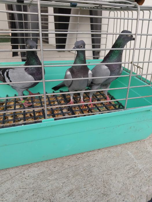 Sprzedam wiedeńskie