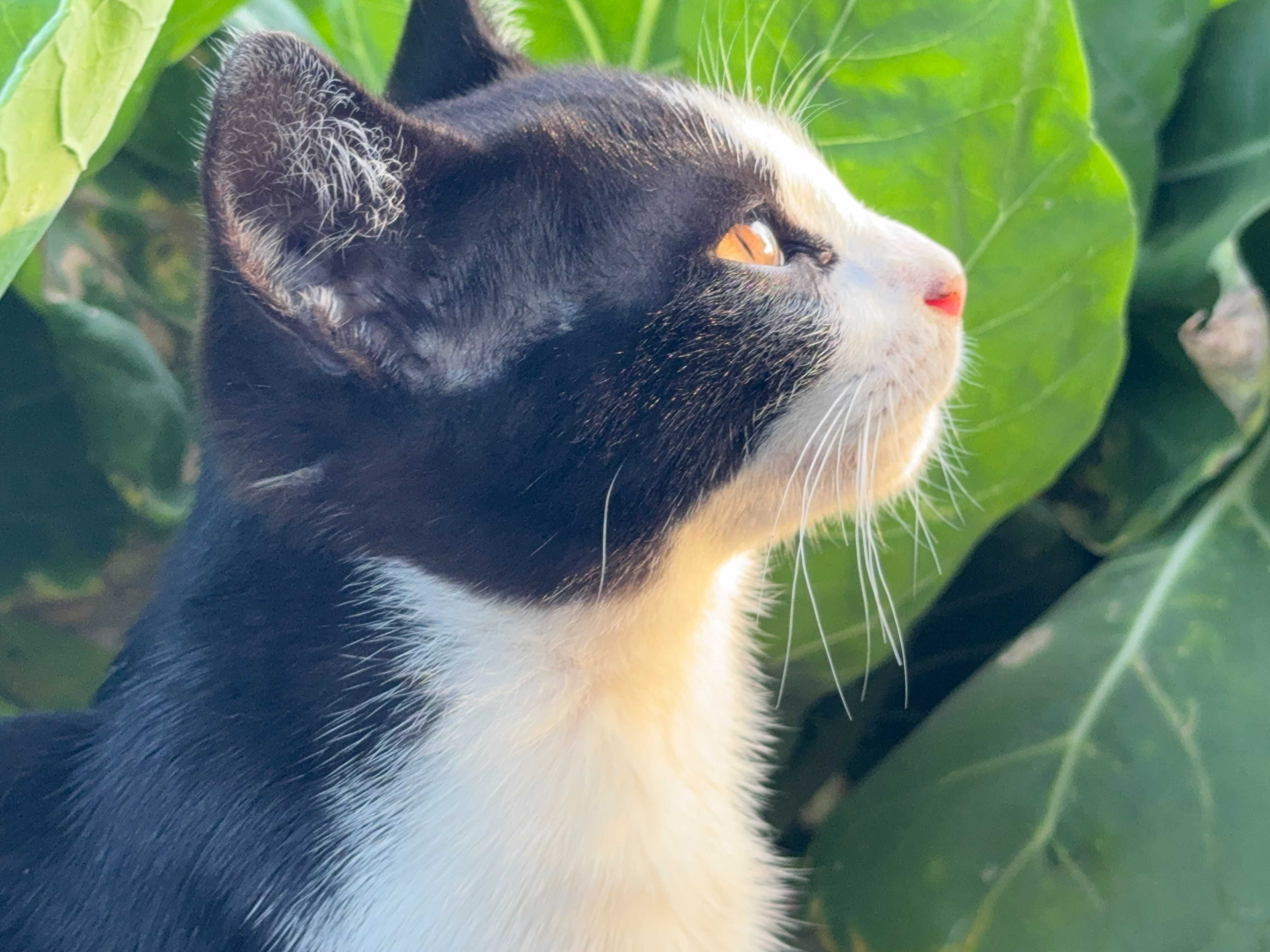 Gata para Adoção Responsável