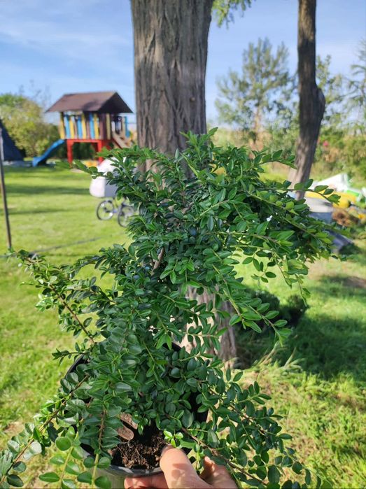 Suchodrzew krzewy ozdobne