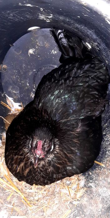 Vende-se coquicha choca com ovos, em Mafra