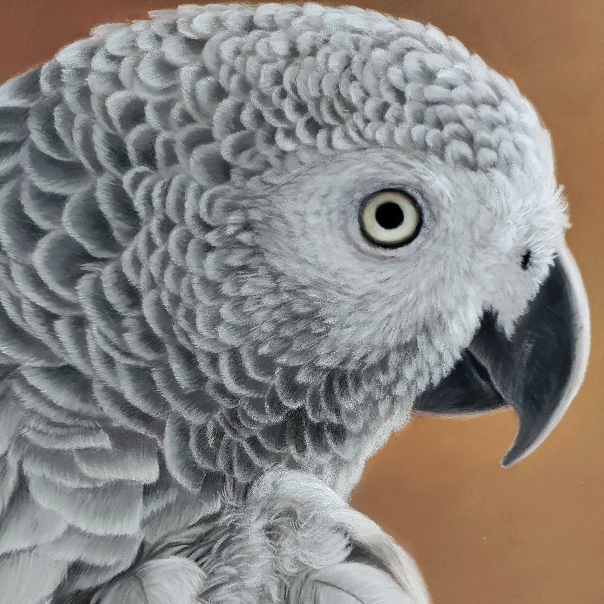 Rysunek praca artystyczna portret szarej papugi żako A3