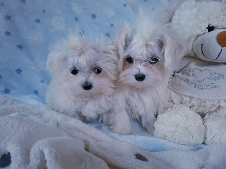 Maltańczyk wyjątkowy śliczny piesek