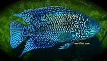 Jack dempsey electric blue GRUBY KOCUR sklep zoologiczny rzeszów