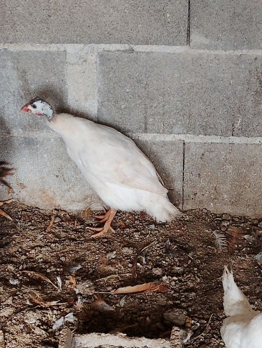 Galinhas fracas brancas