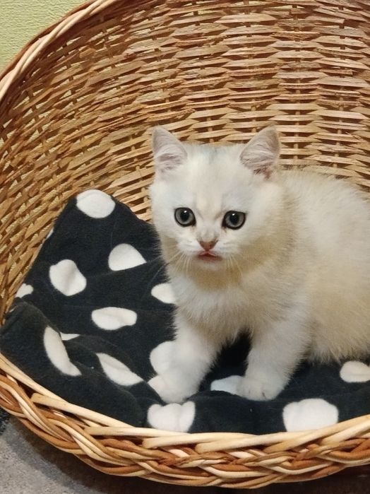 Грайливий бешкетник