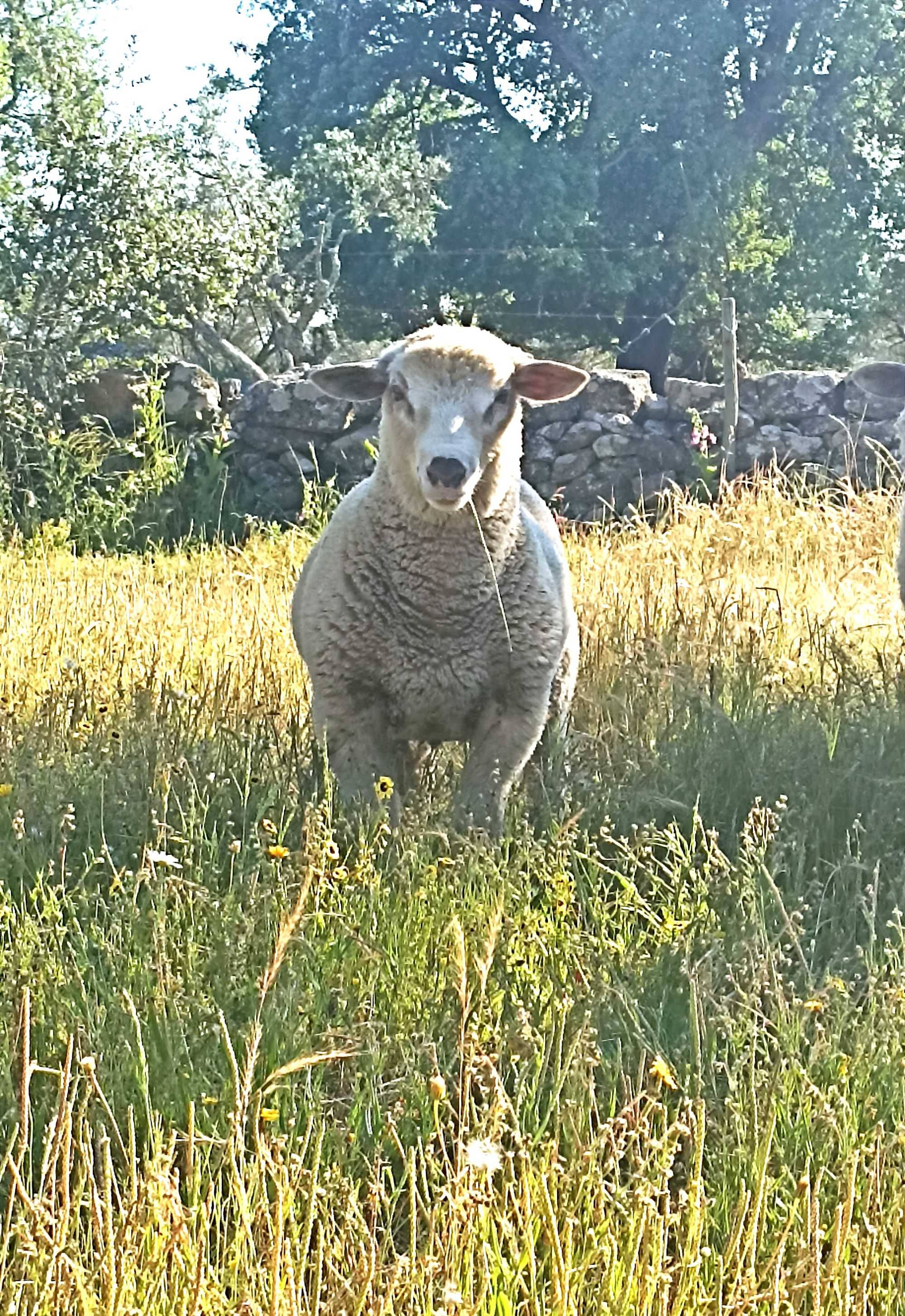 Borrego Suffolk x Ilê de France