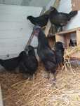 Ayam cemani jajka lęgowe
