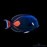 Ryba Acanthurus Achilles