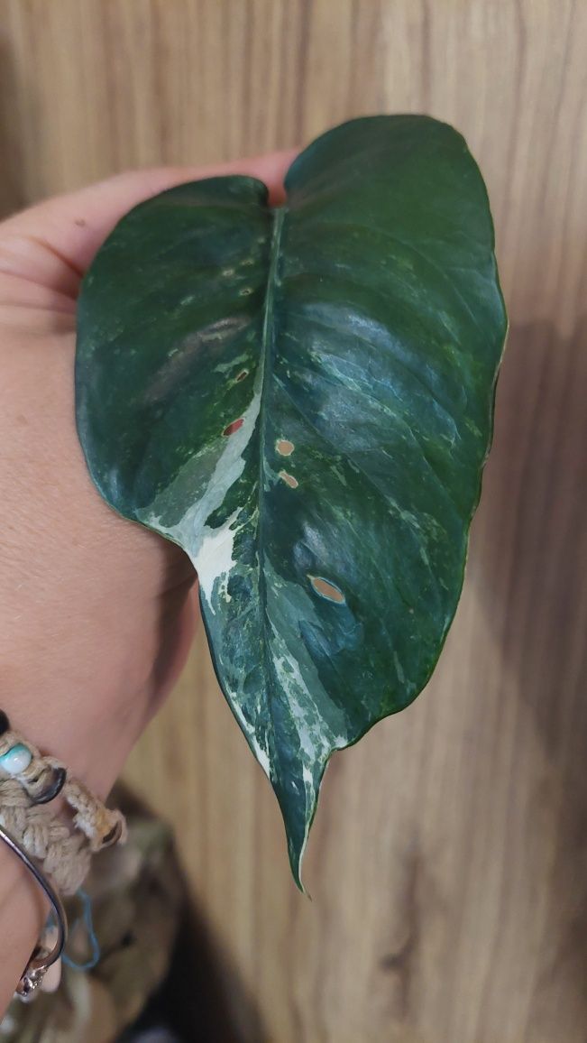 Epipremnum pinnatum variegata, duża