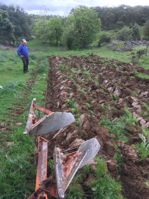 Charrua 12 polegadas