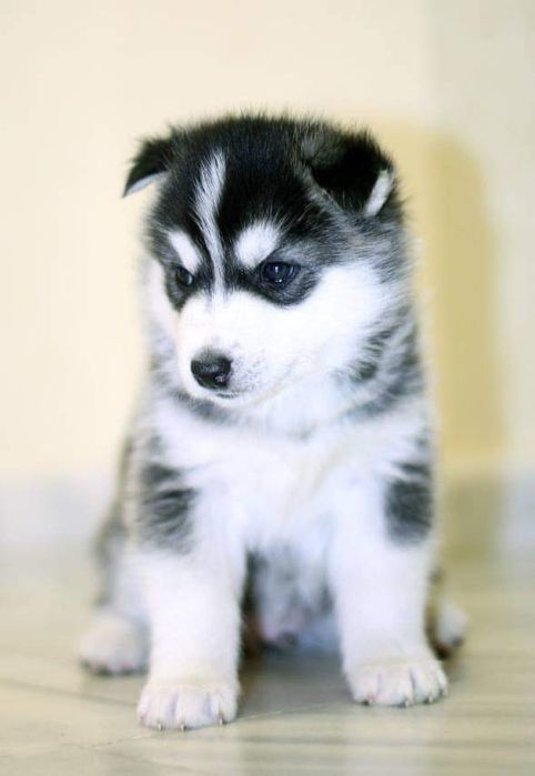 Мальчик сибирский хаски. КСУ