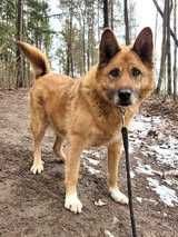 Seniorek Gucio poleca się do adopcji- psi anioł czeka w Tomarynach