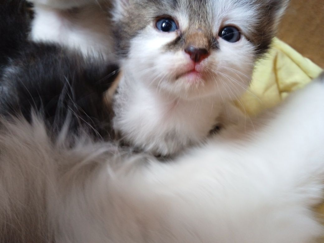 Маленькі, милі  кошенята