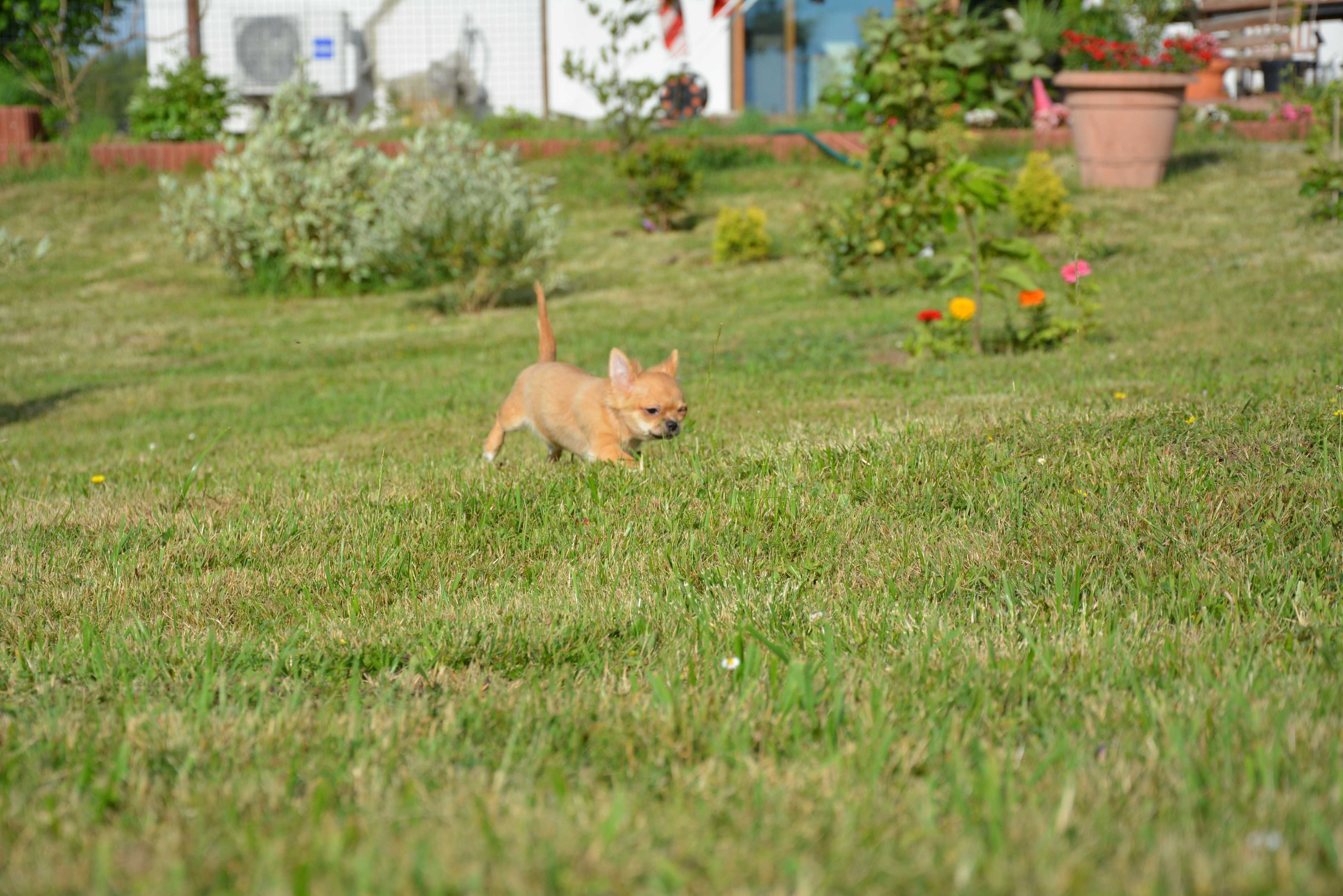 chihuahua chłopak długowłosy ZKwP FCI