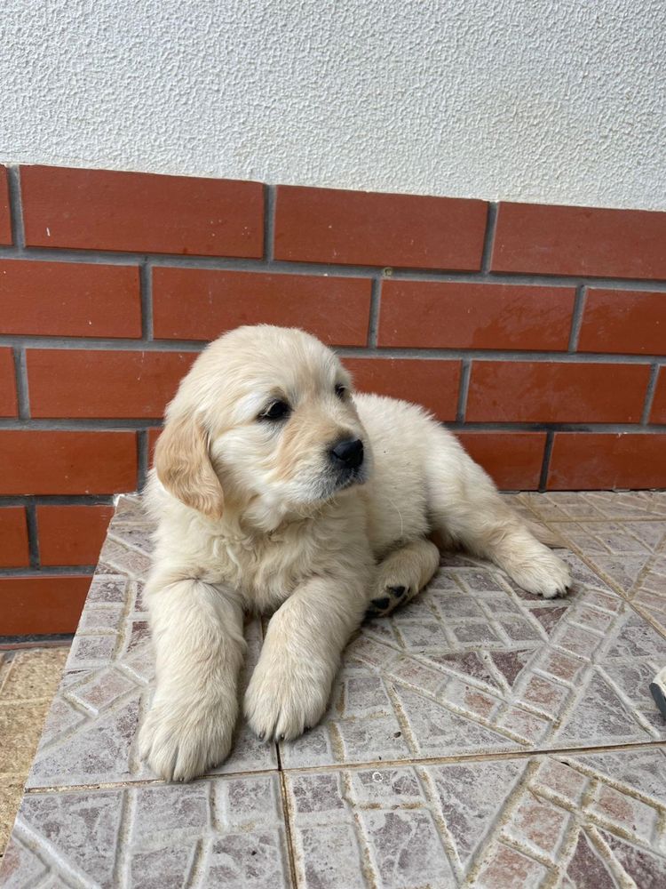 Golden Retriever qualidade!!