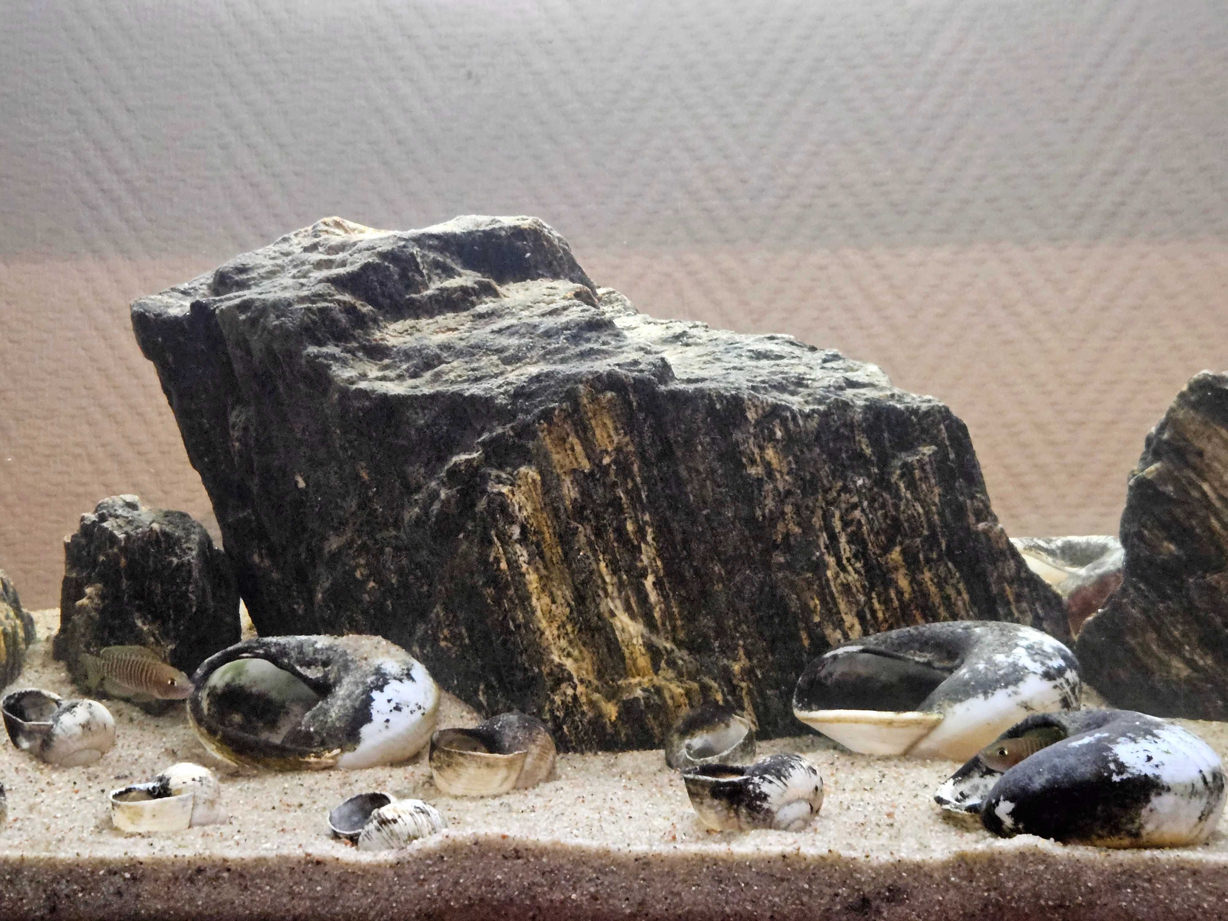 Akwarium 112l + wyposażenie + ryby + akcesoria (muszlowce)