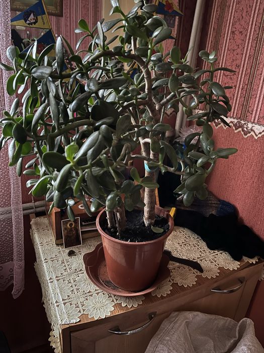 Грошове дерево