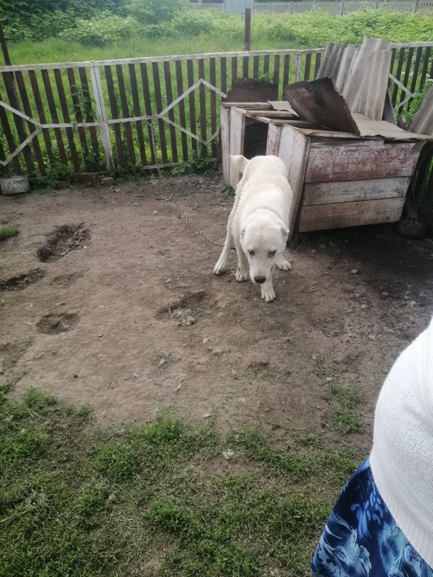 Відам у добрі руки,