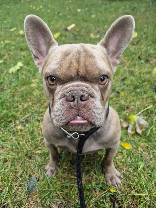 В'язка. Французький бульдог. Ізабелла