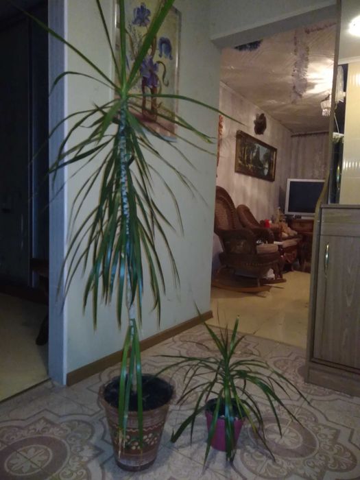 Продам комнатные растения