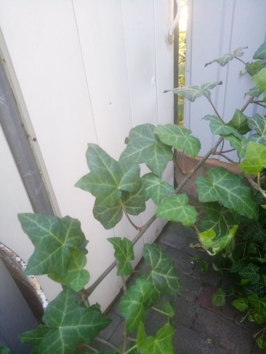 Гілки  плюща  КРАСИВІ по 1-2м