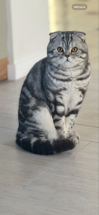 Вязка котів, кіт вʼязка весловухий шотландець веслоухий кіи