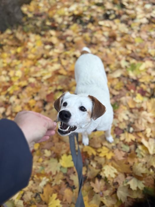 Zakochaj się i adoptuj - Kimczi czeka