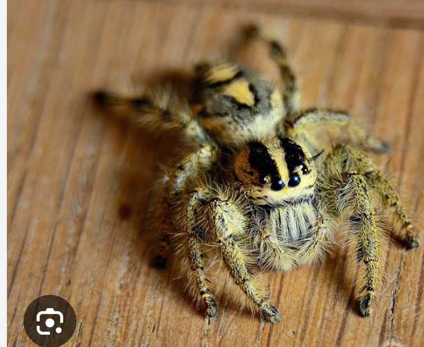 Skakun hyllus diardi